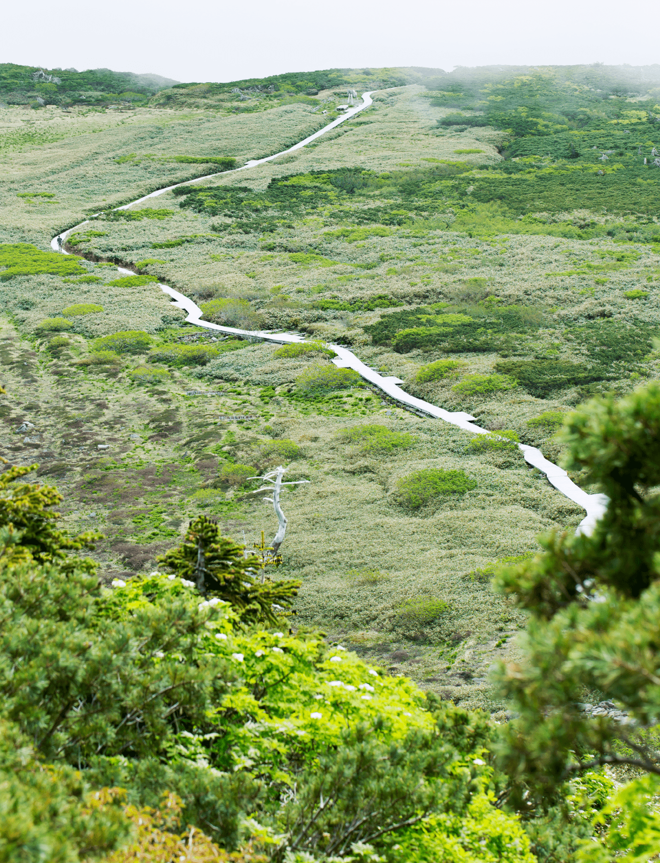 五葉坂から振り返った弥陀ヶ原の景色。木道が細長い川のように伸びているのが印象的。ここまで来たら白山室堂まであと少し！