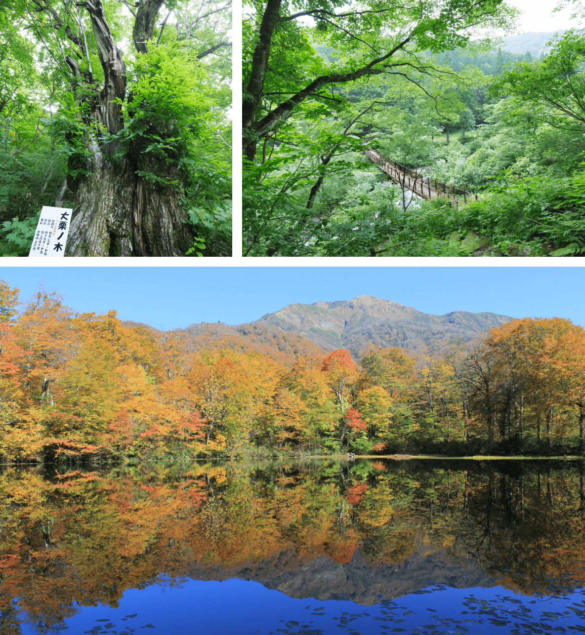 刈込池（大野市）